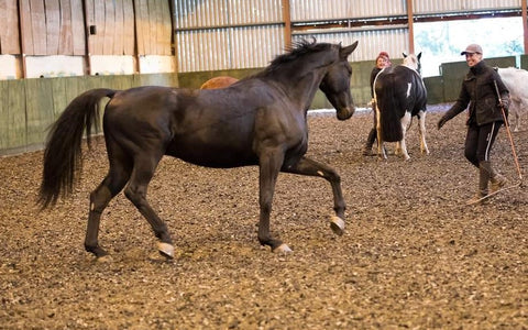 "It has transformed my horse"....
