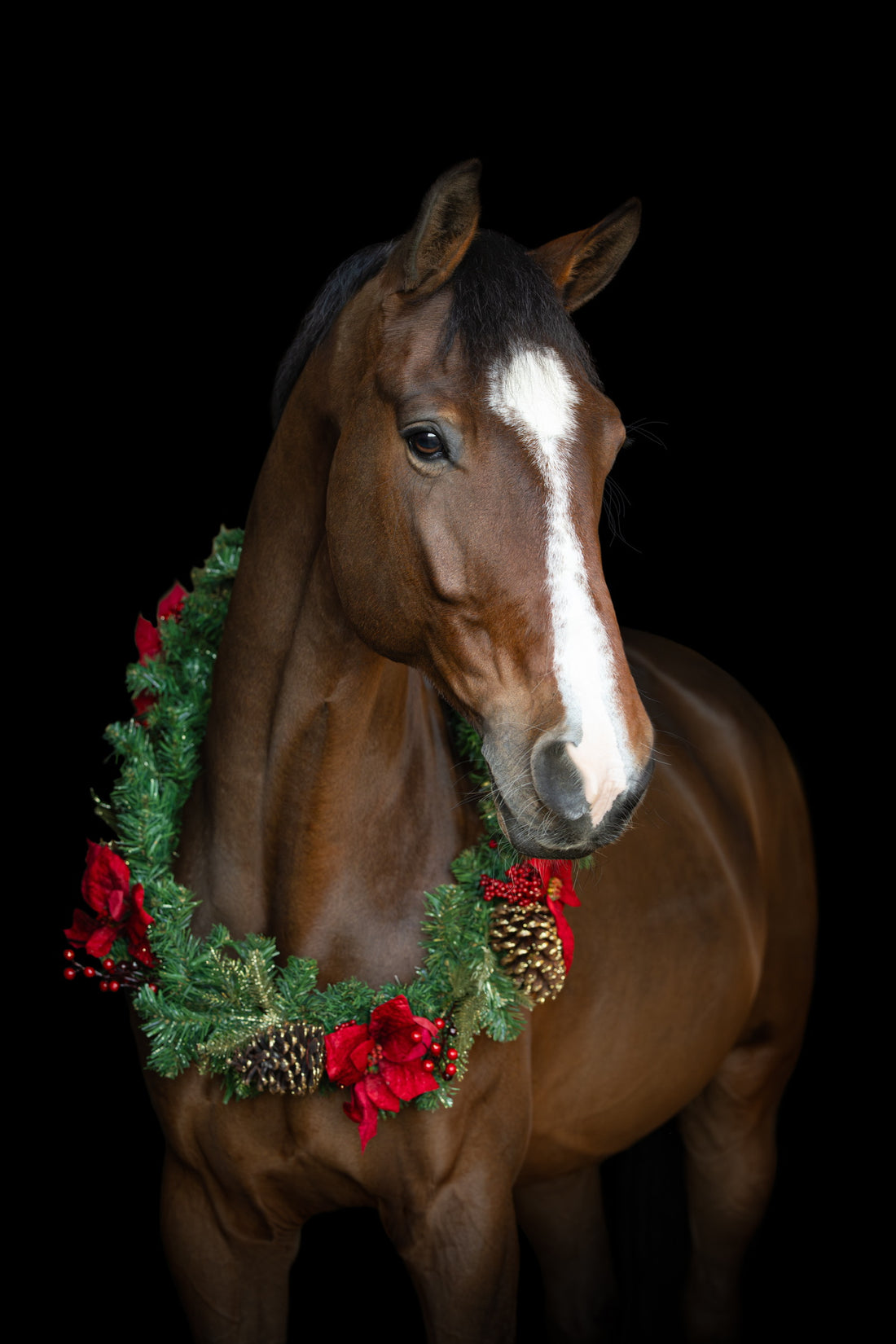 Merry Christmas from Equine 74 !